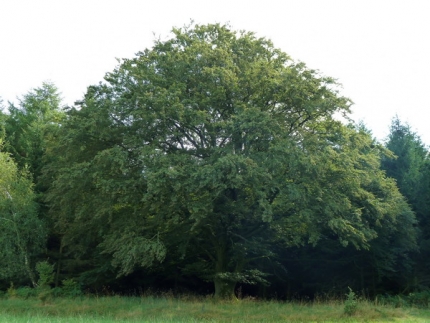 Bild 2 von 1 Rotbuche 